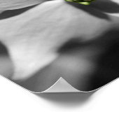 Ladybug auf Dogwood-Blume teilweise Farbe Poster (Ecke)