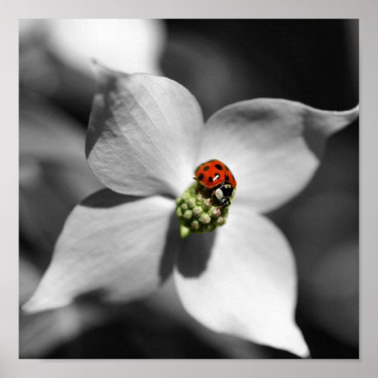Ladybug auf Dogwood-Blume teilweise Farbe Poster (Vorne)