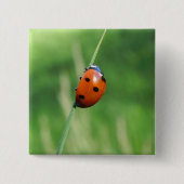 Ladybug auf einem Grashalm Button (Vorderseite)