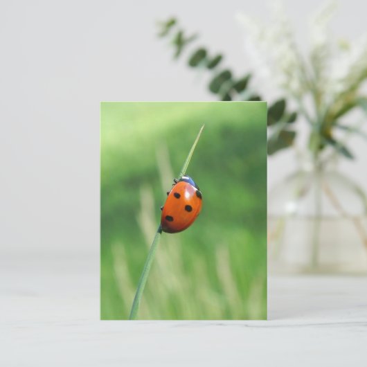 Ladybug auf einem Grashalm Postkarte (Stehend Vorderseite)