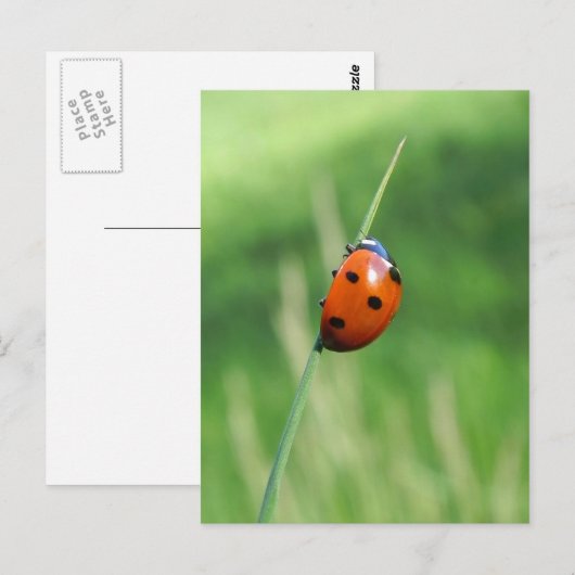 Ladybug auf einem Grashalm Postkarte (Vorne/Hinten)