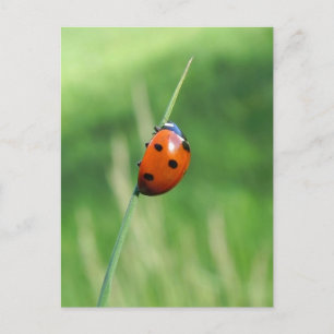 Ladybug auf einem Grashalm Postkarte