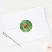 Ladybug auf einem Grashalm Runder Aufkleber (Umschlag)