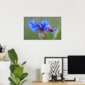 Ladybug auf einer blauen Maisblume Poster (Heimbüro)