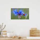 Ladybug auf einer blauen Maisblume Poster (Küche)