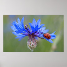 Ladybug auf einer blauen Maisblume