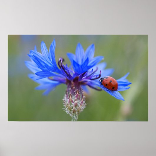 Ladybug auf einer blauen Maisblume Poster (Vorne)