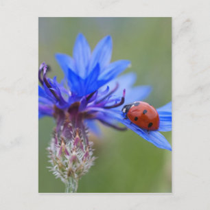 Ladybug auf einer blauen Maisblume Postkarte