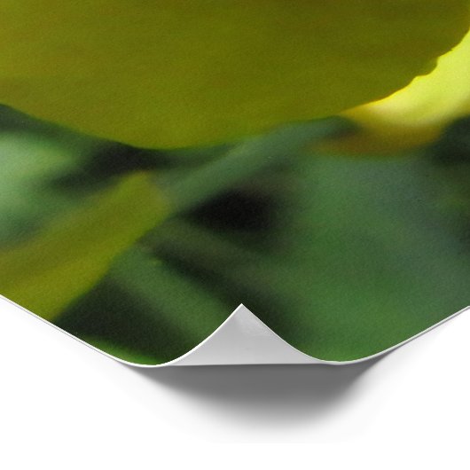 Ladybug auf einer gelben Blume Poster (Ecke)