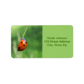 Ladybug auf einer Grashalde Adressaufkleber (Vorne)