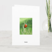Ladybug auf einer Grashalde Karte (Rückseite)