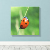 Ladybug auf einer Grashalde Leinwanddruck (Insitu (Holzboden))
