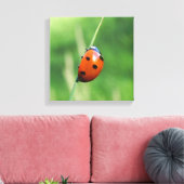 Ladybug auf einer Grashalde Leinwanddruck (Insitu (Wohnzimmer))