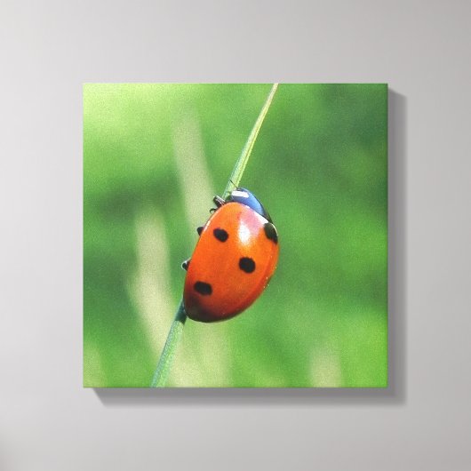 Ladybug auf einer Grashalde Leinwanddruck (Vorderseite)