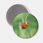 Ladybug auf einer Grashalde Magnet (Vorderseite/Rückseite)