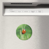 Ladybug auf einer Grashalde Magnet (In Situ (Geschirrspüler))