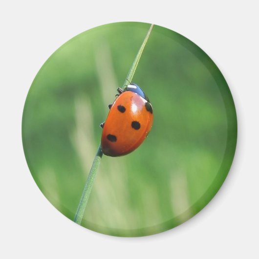 Ladybug auf einer Grashalde Magnet (Vorne)