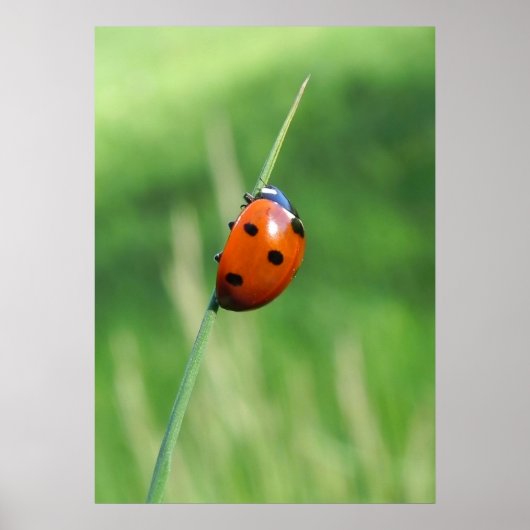 Ladybug auf einer Grashalde Poster (Vorne)