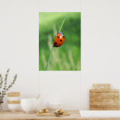 Ladybug auf einer Grashalde Poster (Küche)