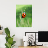 Ladybug auf einer Grashalde Poster (Heimbüro)