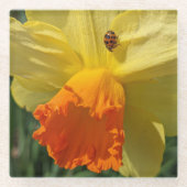 Ladybug auf gelber affodischer Blüte Glasuntersetzer (Vorderseite)