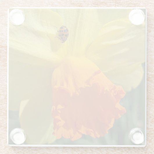 Ladybug auf gelber affodischer Blüte Glasuntersetzer (Rückseite)