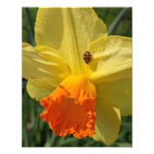 Ladybug auf gelber affodischer Ebene Fotodruck (Vorne)