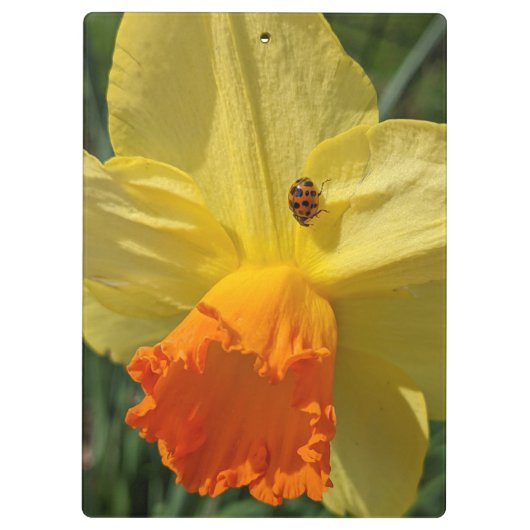 Ladybug auf gelber affodischer Ebene Klemmbrett (Rückseite)