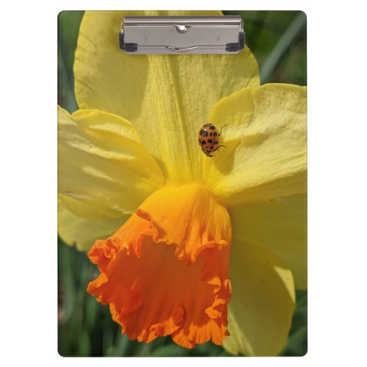 Ladybug auf gelber affodischer Ebene Klemmbrett (Vorderseite)