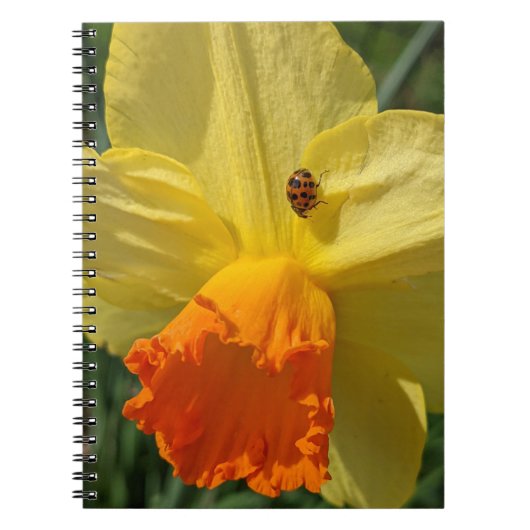 Ladybug auf gelber affodischer Ebene Notizblock (Vorderseite)