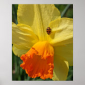 Ladybug auf gelber affodischer Ebene Poster (Vorne)