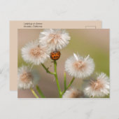 Ladybug auf getrockneten Astern Postkarte (Vorne/Hinten)