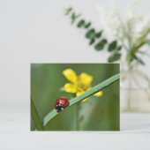 Ladybug auf Gras nah Postkarte (Stehend Vorderseite)