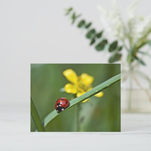 Ladybug auf Gras nah Postkarte (Stehend Vorderseite)