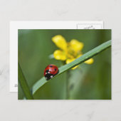 Ladybug auf Gras nah Postkarte (Vorne/Hinten)