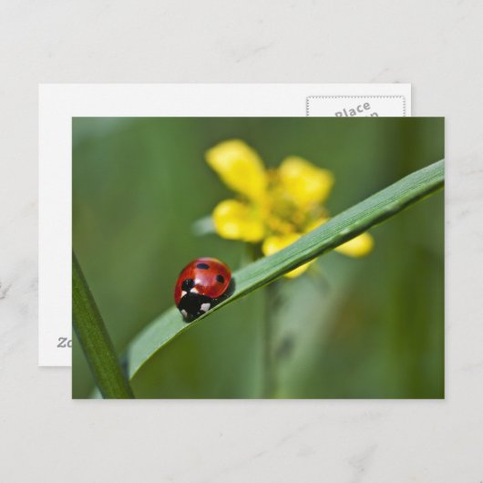 Ladybug auf Gras nah Postkarte (Vorne/Hinten)