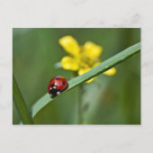 Ladybug auf Gras nah Postkarte (Vorderseite)