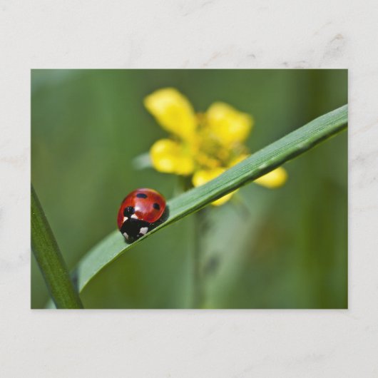 Ladybug auf Gras nah Postkarte (Vorderseite)