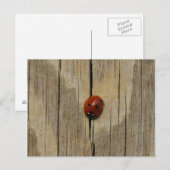 Ladybug auf Holz Postkarte (Vorne/Hinten)