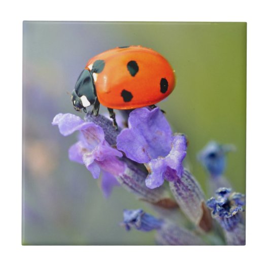 Ladybug auf Lavendelfisch-Blume Fliese (Vorderseite)