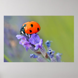 Ladybug auf Lavendelfisch-Blume Poster