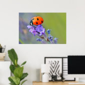 Ladybug auf Lavendelfisch-Blume Poster (Heimbüro)