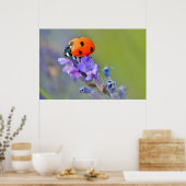 Ladybug auf Lavendelfisch-Blume Poster (Küche)