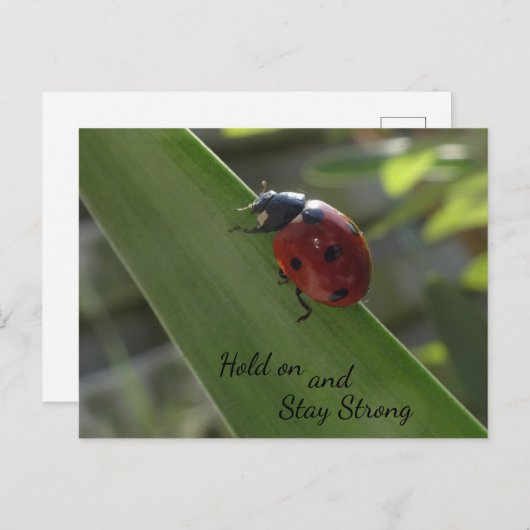 Ladybug auf Leaf halten und starke Postkarte Bleib (Vorne/Hinten)