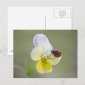 Ladybug auf Pansy | Biei, Hokkaido, Japan Postkarte (Vorne/Hinten)