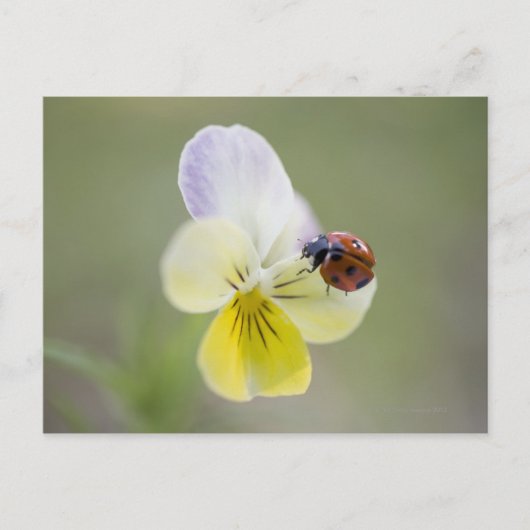Ladybug auf Pansy | Biei, Hokkaido, Japan Postkarte (Vorderseite)