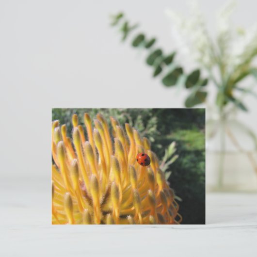 Ladybug auf Pincusion Protea Postkarte (Stehend Vorderseite)