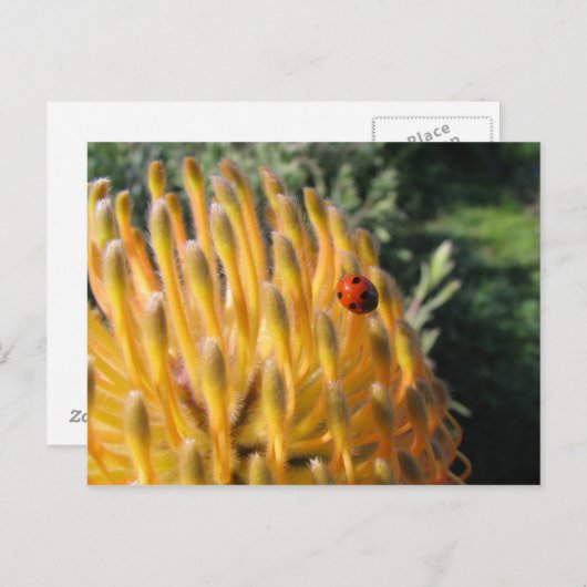 Ladybug auf Pincusion Protea Postkarte (Vorne/Hinten)