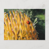 Ladybug auf Pincusion Protea Postkarte (Vorderseite)
