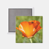 Ladybug auf Poppy Magnet (Vorderseite/Rückseite)